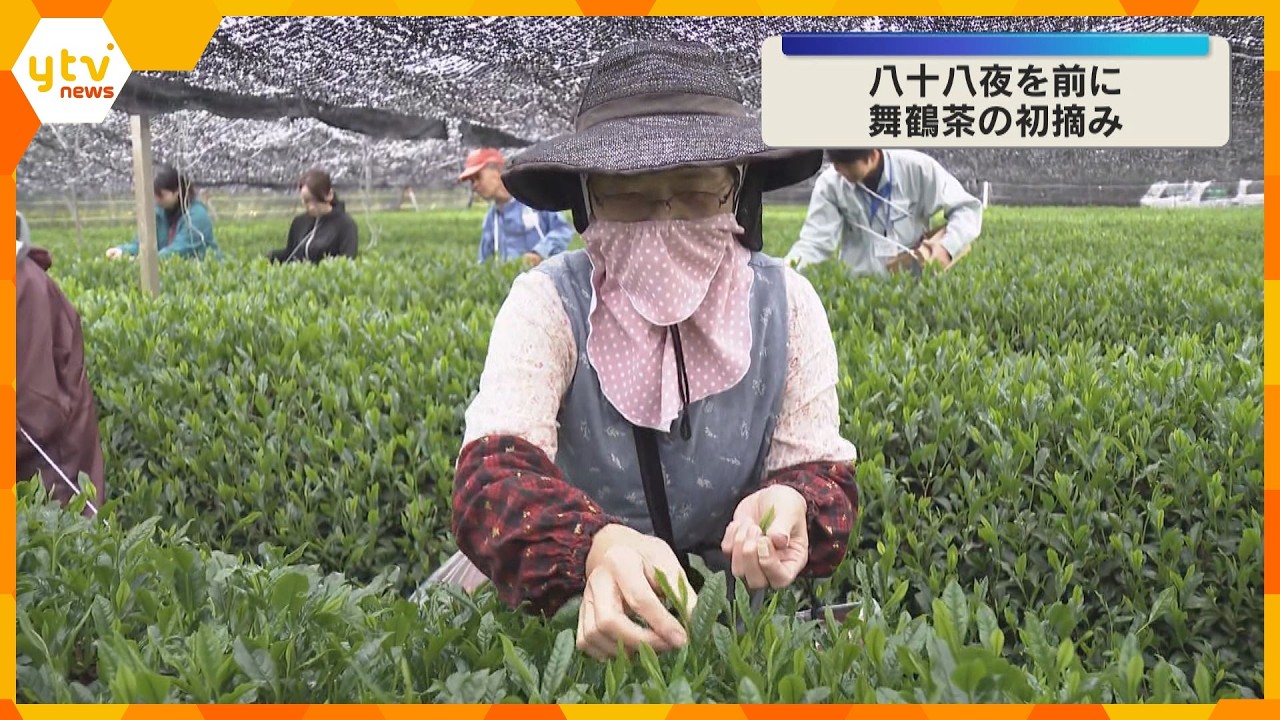 八十八夜を前に…高級緑茶「舞鶴茶」の初摘み　全国の品評会でも高い評価　約9トンが出荷見込み