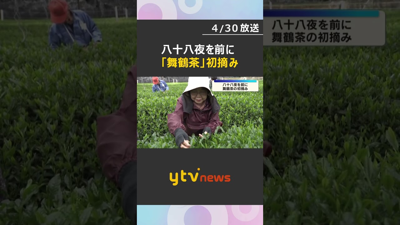 八十八夜を前に…高級緑茶「舞鶴茶」の初摘み　全国の品評会でも高い評価　約9トンが出荷見込み　#shorts #読売テレビニュース