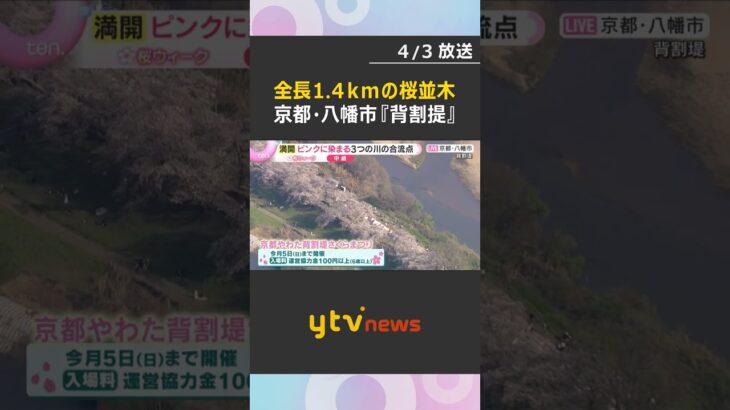 【空から花見①】川に挟まれた全長1.4キロの桜並木『背割提』風情ある花見クルーズも　京都・八幡市　#shorts　#読売テレビニュース