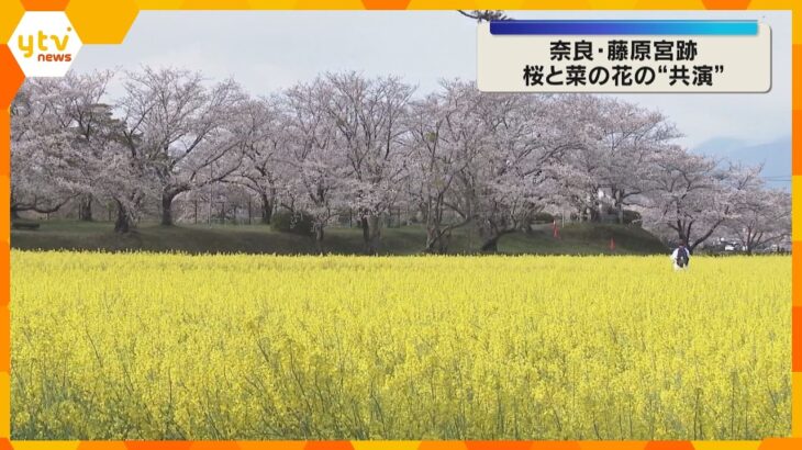 「一生のうちでこんな機会そうない」桜と菜の花の“共演”　2色が織りなす春の絶景　奈良・藤原宮跡