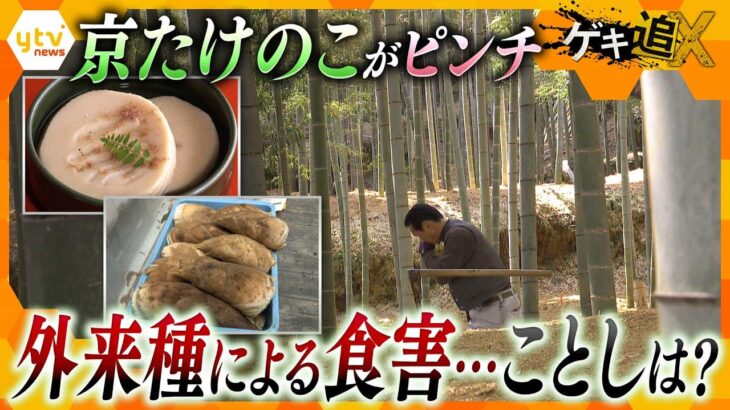 “京たけのこ”が食害で激減　ことしは不作？豊作？…竹林の異変と農家の高齢化が課題に【かんさい情報ネット ten.／ゲキ追X】