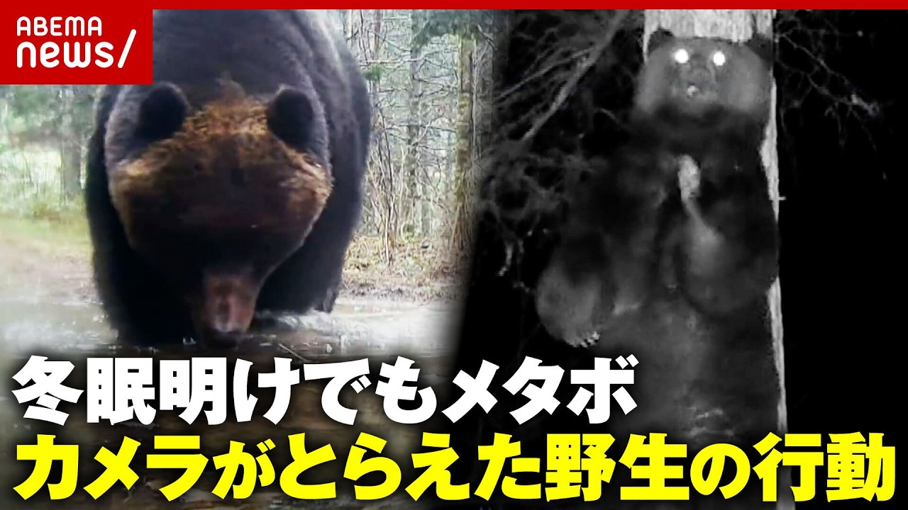 【300kgヒグマ】冬眠明けでもメタボなクマの野生の姿…お墓のお供え物持ち帰り「クマ対策」の現状｜ABEMA的ニュースショー