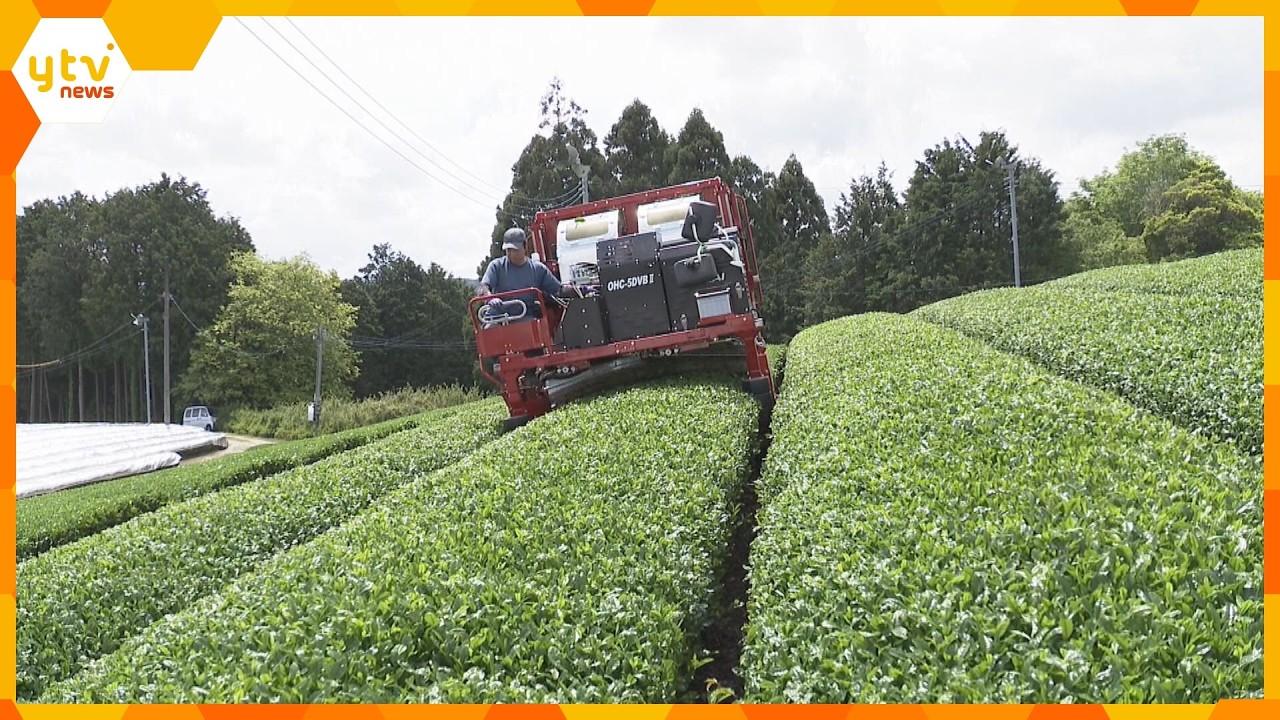 抹茶の原料「碾茶」の生産始まる 7月いっぱいまで新茶を刈り取り約20トンを製造予定 奈良・山添村