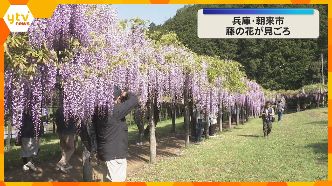 「すごくいい香り」「幸せな気持ち」藤の花見頃　兵庫・朝来市の白井大町藤公園　西日本屈指の藤の名所