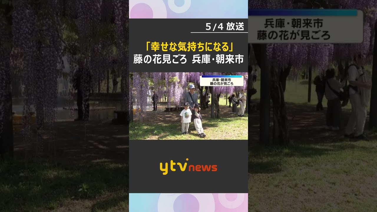 「すごくいい香り」「幸せな気持ち」藤の花見頃　兵庫・朝来市の白井大町藤公園　西日本屈指の藤の名所　#shorts　#読売テレビニュース