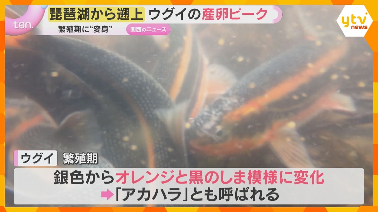 琵琶湖から遡上したウグイの産卵ピーク　水しぶきあげて川底の石に…繁殖期はしま模様に　滋賀・安曇川
