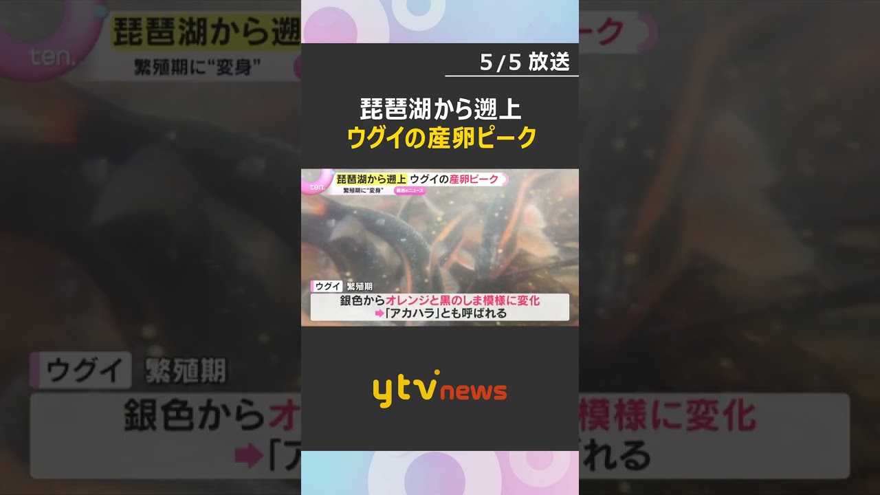 琵琶湖から遡上したウグイの産卵ピーク　水しぶきあげて川底の石に…繁殖期はしま模様に　滋賀・安曇川　#shorts　#読売テレビニュース