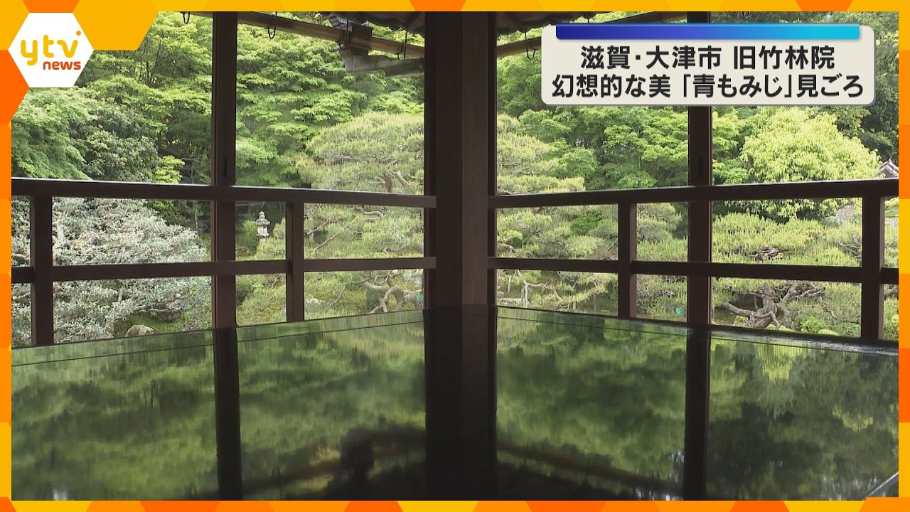 「反射する景色が本当にきれい」机に映りこむ幻想的な新緑「青もみじ」見ごろ　滋賀県大津市の旧竹林院