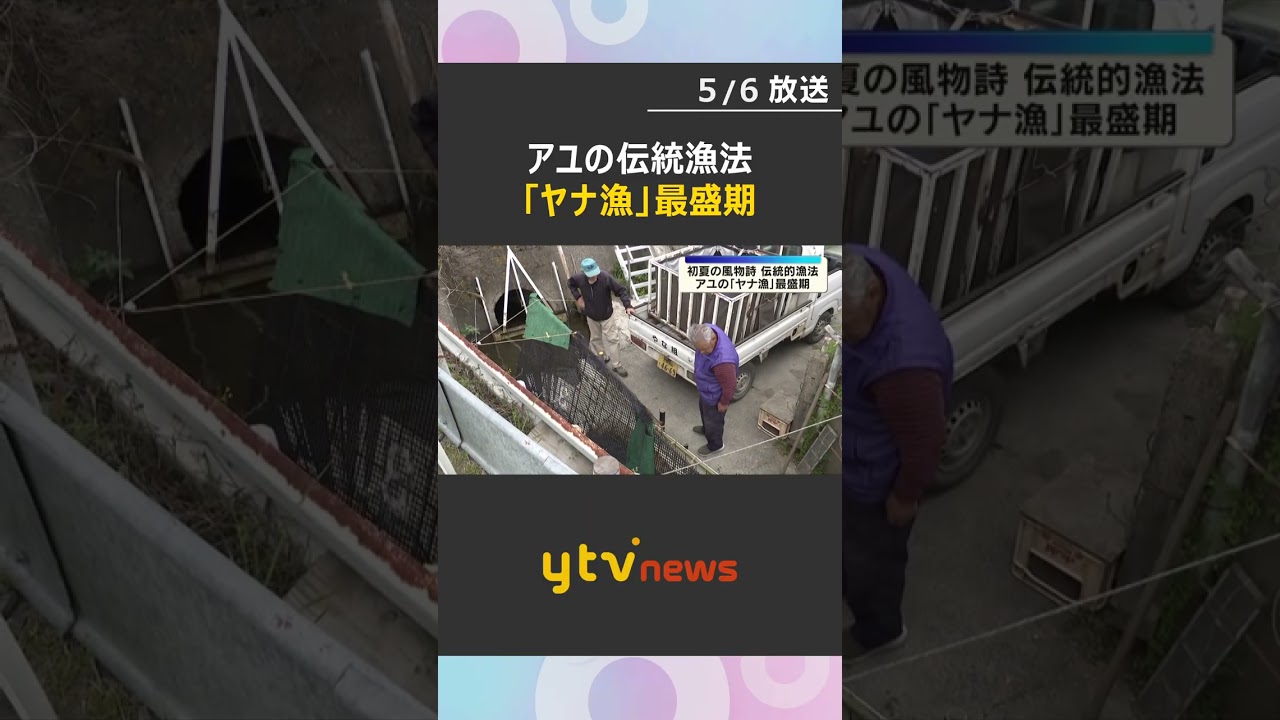 琵琶湖を遡上してきたアユの「ヤナ漁」最盛期　竹のすだれでいけすに追い込む伝統漁法　滋賀・高島市　#shorts　#読売テレビニュース