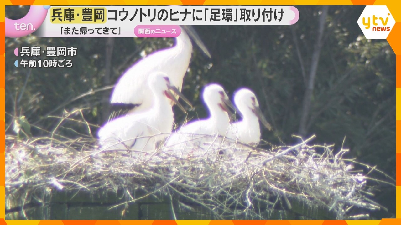 「また旅立って帰ってきて」“コウノトリ”のヒナに足環取り付け　ことし生まれた3羽に　兵庫・豊岡市
