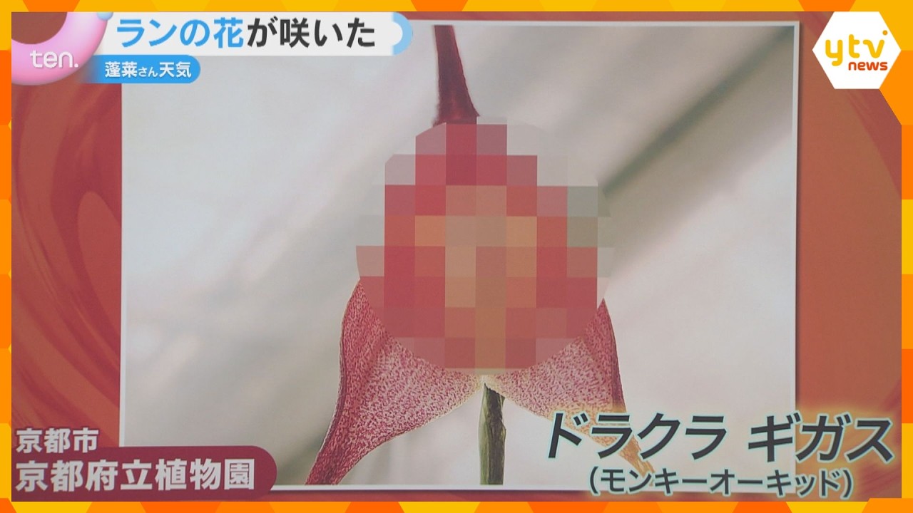 「ドラクラ ギガス」ランの花が咲いた　モンキーオーキッドと呼ばれるその花の姿は…　京都府立植物園