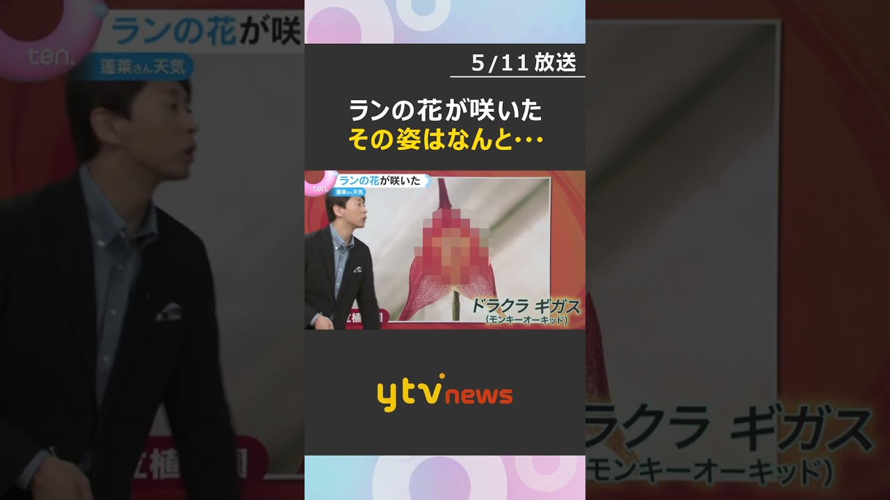 「ドラクラ ギガス」ランの花が咲いた　モンキーオーキッドと呼ばれるその花の姿は…　京都府立植物園　#shorts #読売テレビニュース