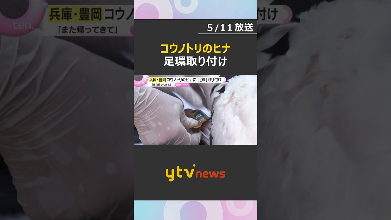 「また旅立って帰ってきて」“コウノトリ”のヒナに足環取り付け　ことし生まれた3羽に　兵庫・豊岡市#shorts #読売テレビニュース