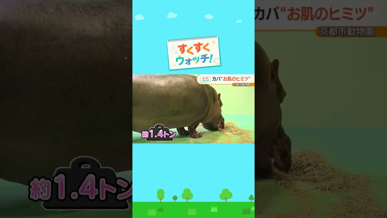 動物園の顔に選ばれた「カバ」のヒミツとは・・・？ 京都市動物園#shorts #読売テレビニュース #じゅーっと #すくすくウォッチ