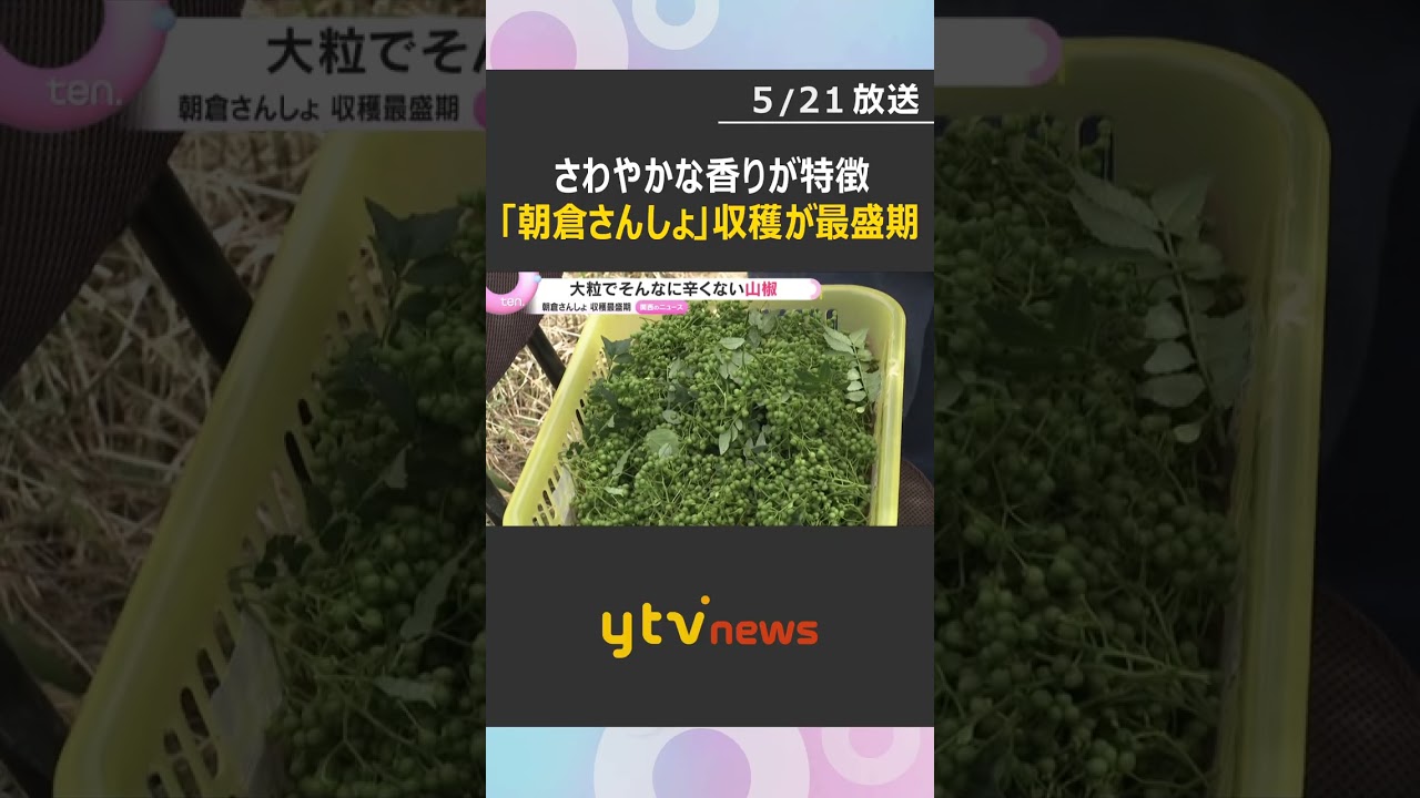 実が大きく柑橘類のようなさわやかな香り…兵庫・但馬のブランド農産品「朝倉さんしょ」の収穫が最盛期　#tiktokでニュース #読売テレビニュース