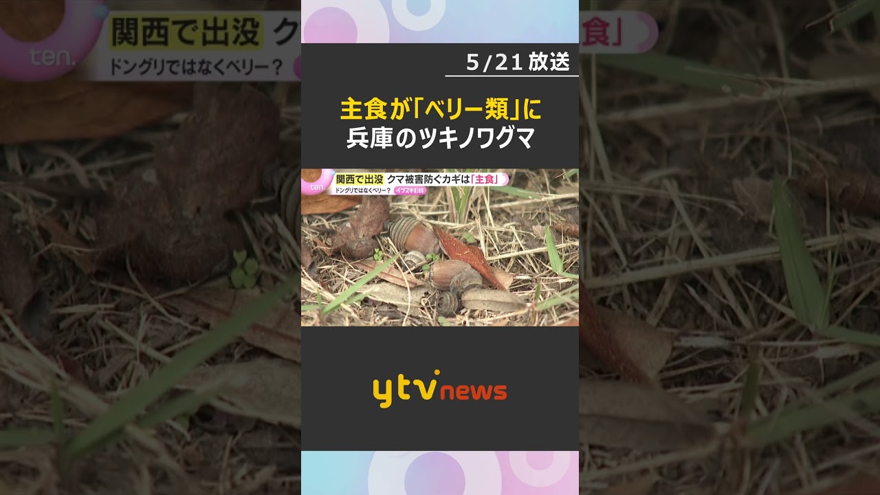 【新事実】クマの“ドングリ離れ”進み、主食が『ベリー類』に変化へ　被害拡大と出没予測にも影響か#tiktokでニュース #読売テレビニュース