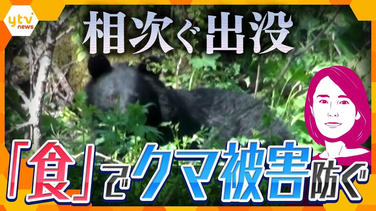 【イブスキ解説】クマ被害を減らすカギは「ベリー」！？関西でも相次ぐ出没…主食から読み解くツキノワグマ対策【かんさい情報ネットten.】