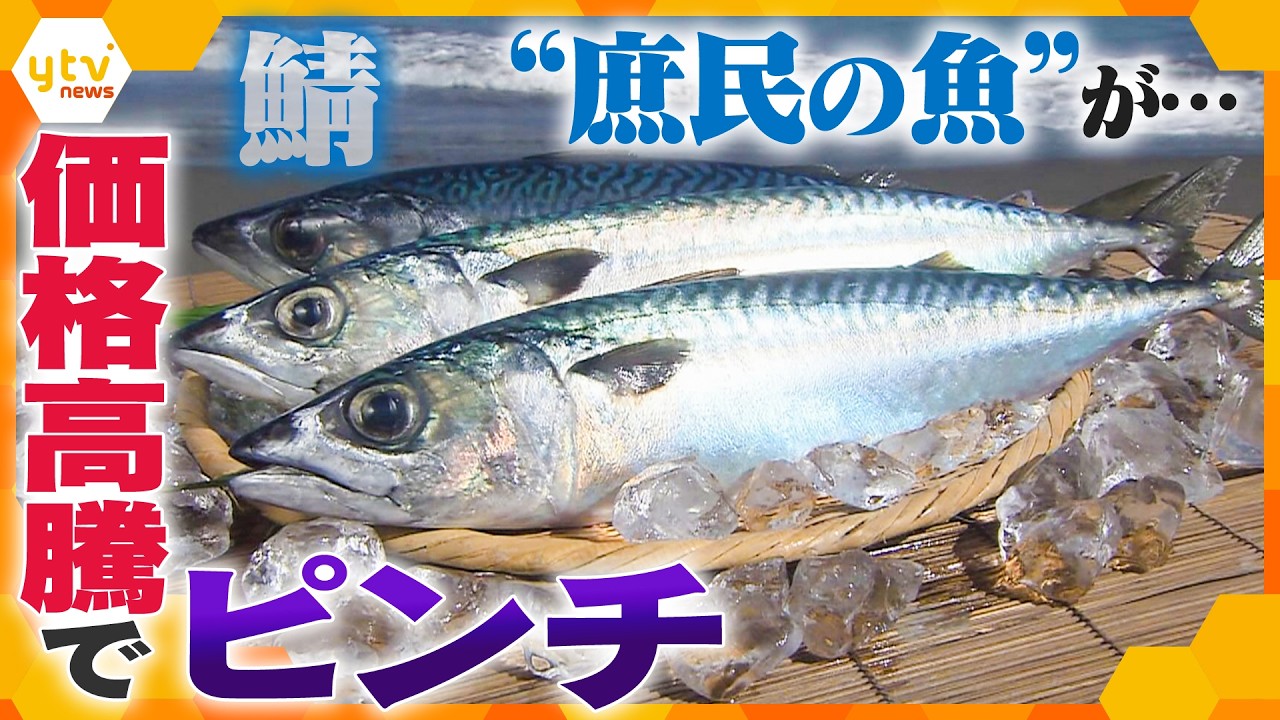 【特集】“庶民の魚”サバがピンチ　国産も海外産も高騰　対策急ぐ水産業界【かんさい情報ネット ten.】
