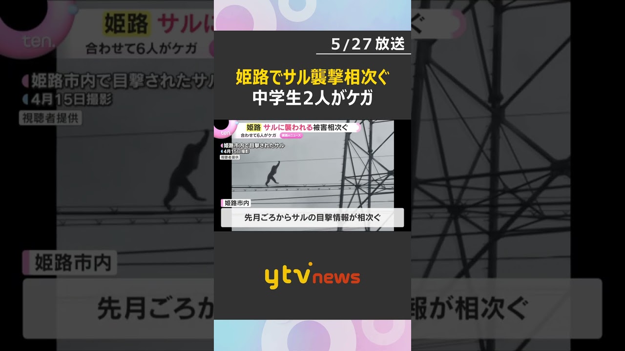 「近くに来ると怖い」サルに襲われる被害相次ぐ　住宅街で中学生がひっかかれるなどケガ　兵庫・姫路市　#shorts　#読売テレビニュース