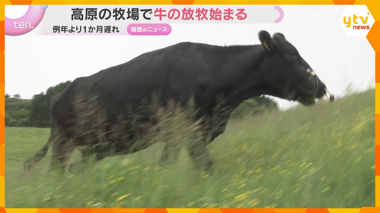 「もりもりと食べてくれてうれしい」高原の牧場で牛放牧始まる　例年より約1か月遅れ　京都・京丹後市