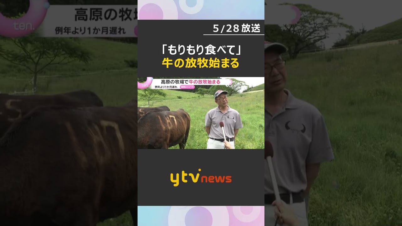 「もりもりと食べてくれてうれしい」高原の牧場で牛放牧始まる　例年より約1か月遅れ　京都・京丹後市　#shorts　#読売テレビニュース