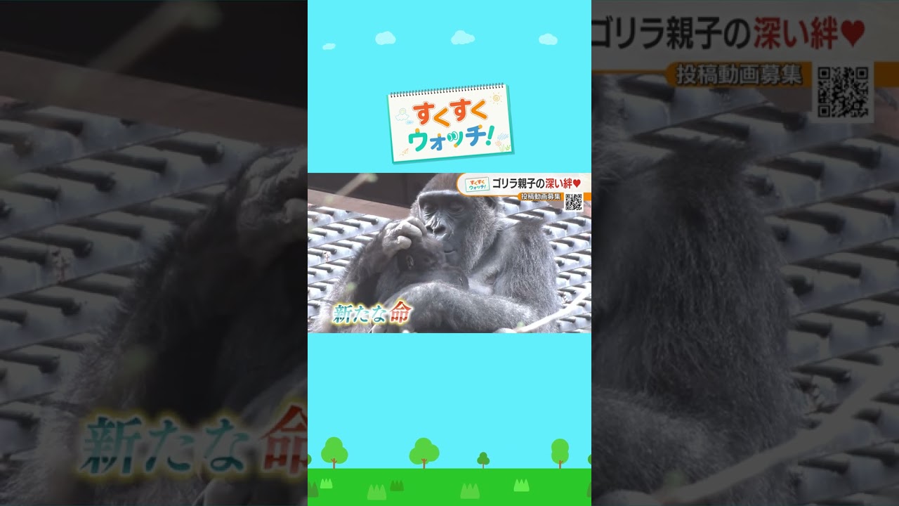 「ニシゴリラ」ファミリーの日常京都市動物園#shorts #読売テレビニュース #じゅーっと #すくすくウォッチ