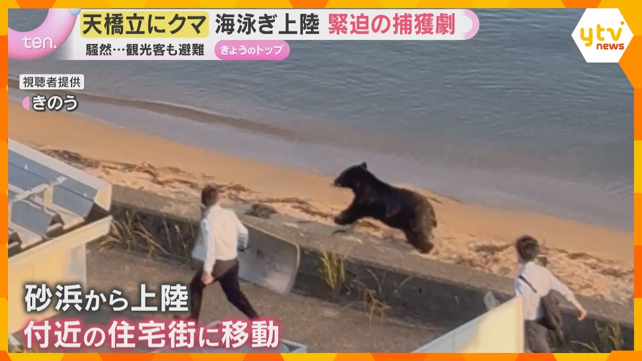 「子どもが怖がった」京都の有名観光地に体長約1.4メートルのクマ 砂浜から上陸…麻酔銃で捕獲