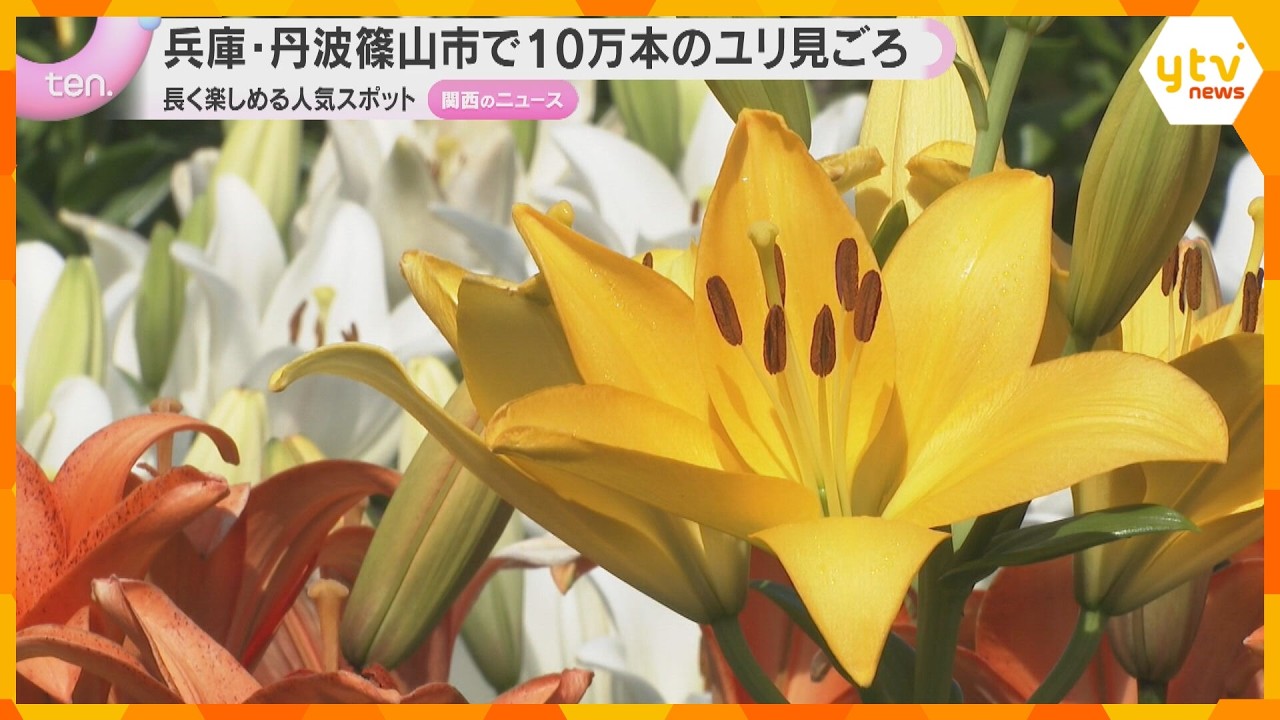 【見ごろ】赤、白、オレンジと色鮮やかな10万本のユリが咲く　今年は開花早め　兵庫・丹波篠山市　