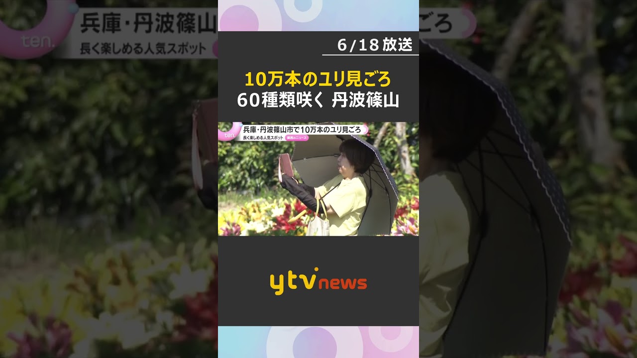 【見ごろ】赤、白、オレンジと色鮮やかな10万本のユリが咲く　今年は開花早め　兵庫・丹波篠山市　#shorts #読売テレビニュース