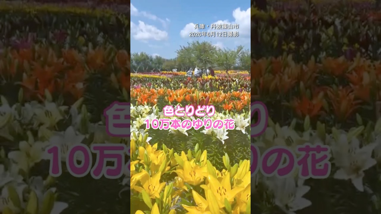 10万本の色鮮やかなユリの花が見ごろ❁#ゆり #ささやま玉水ゆり園 #読売テレビニュース