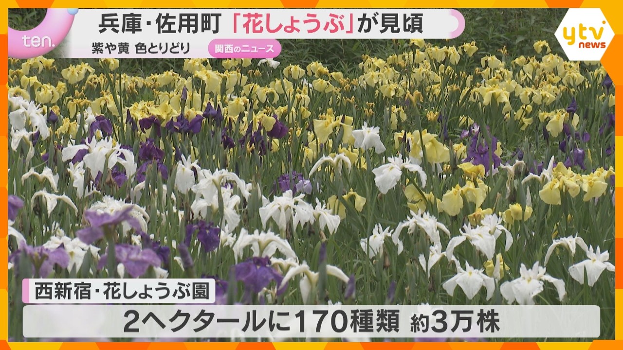 初夏を彩る「花しょうぶ」見頃 色とりどり170種3万株 地元民が約30年前から栽培 兵庫・佐用町