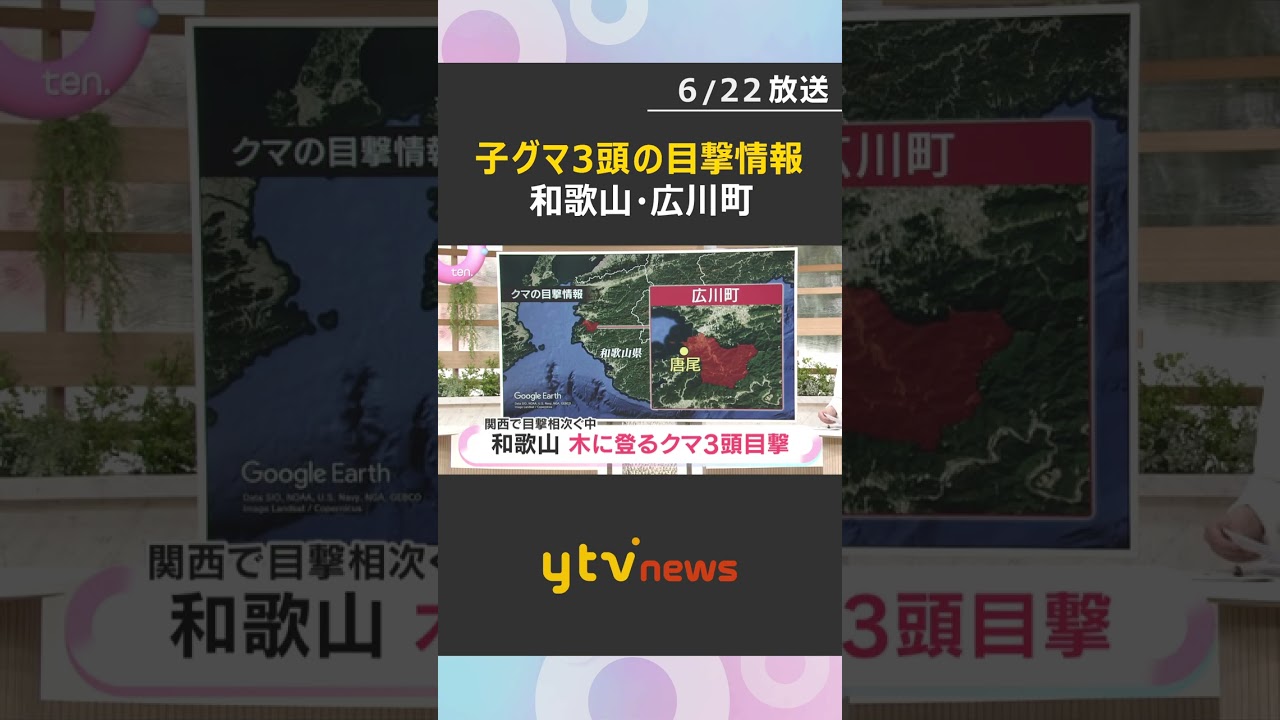 【警戒】子グマ3頭が木に登る姿を目撃 被害の情報なし 町が看板設置し注意呼びかけ 和歌山・広川町 #shorts #読売テレビニュース