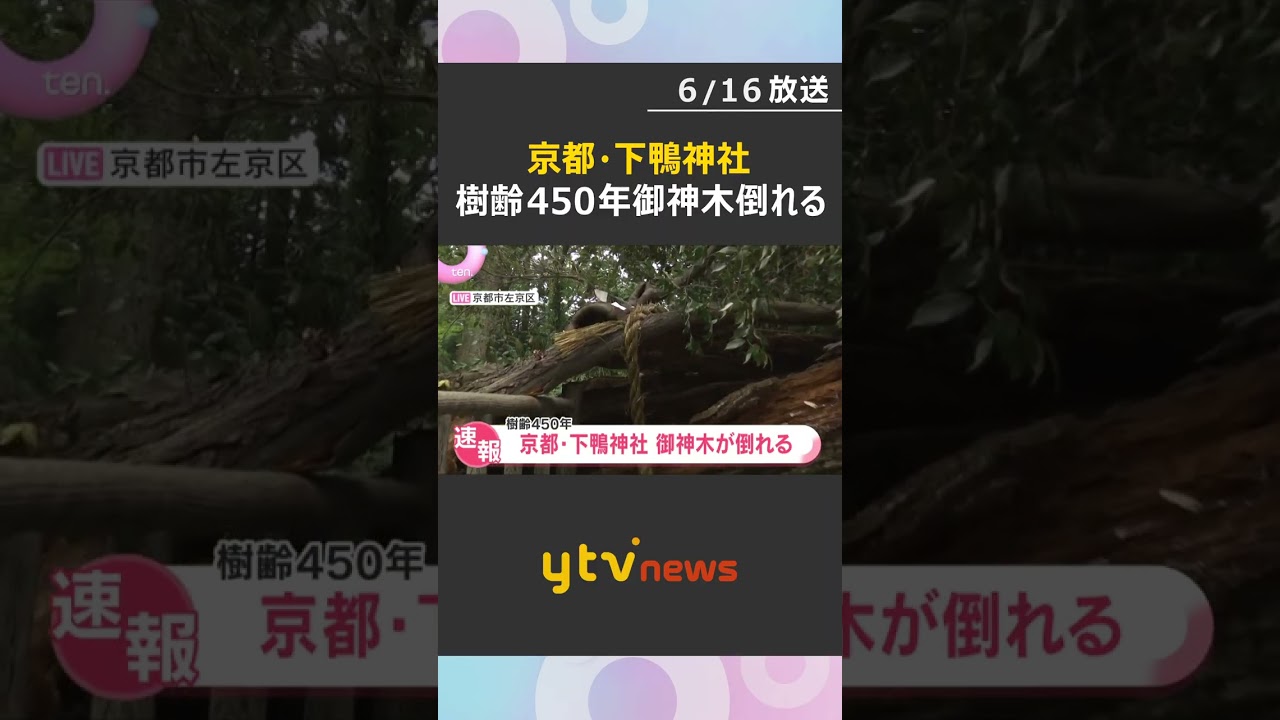 【中継】京都・下鴨神社 樹齢450年、高さ20メートルの「御神木」が倒れる 老朽化が原因か #shorts #読売テレビニュース