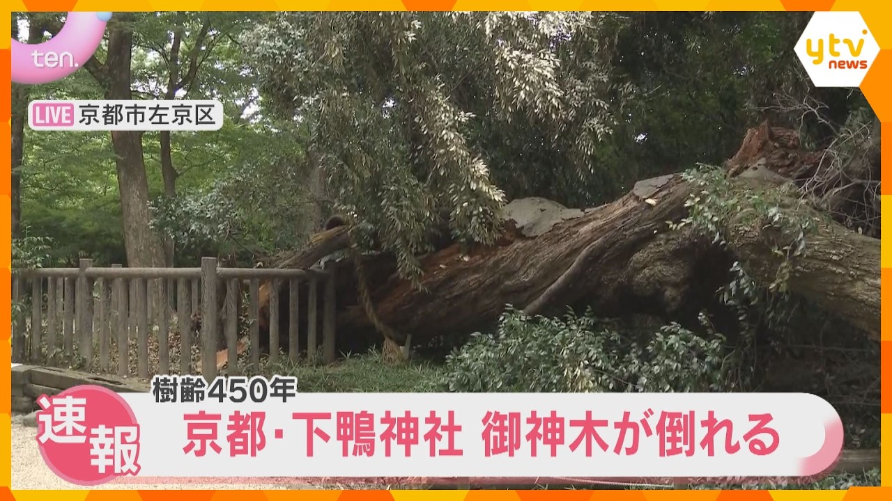 【速報中継】京都・下鴨神社 樹齢450年、高さ20メートルの「御神木」が倒れる 老朽化が原因か