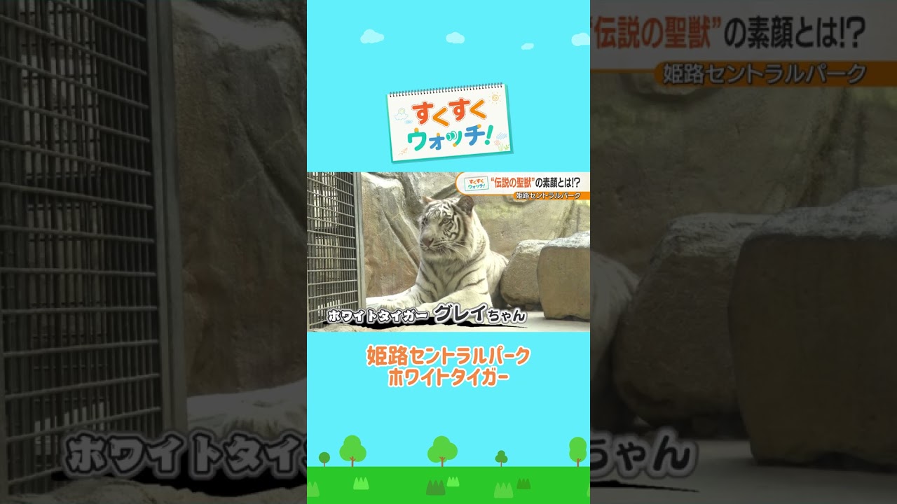 姫センの人気者「ホワイトタイガー」の素顔 姫路セントラルパーク#shorts #読売テレビニュース #じゅーっと #すくすくウォッチ #姫路セントラルパーク