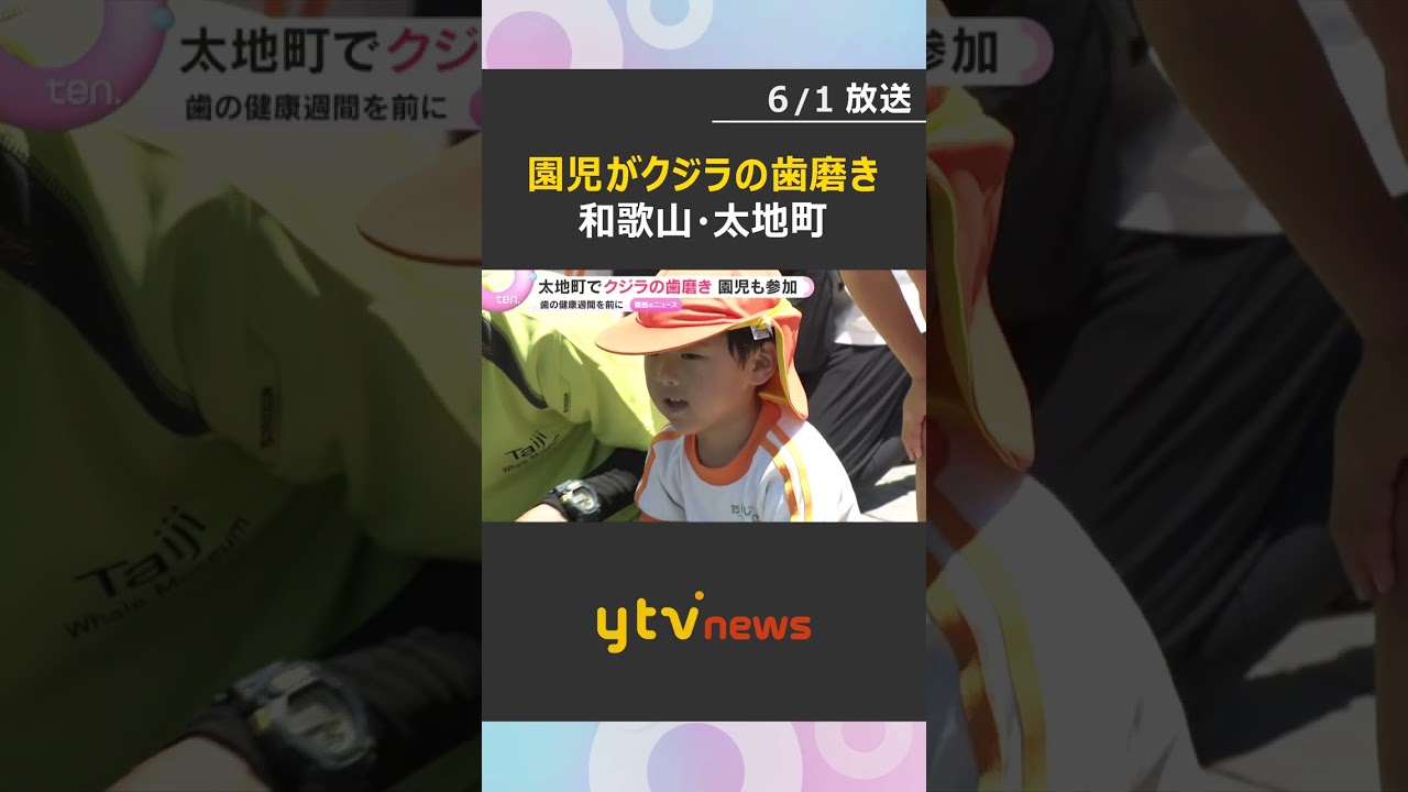 「歯は小さかったけど磨くのが楽しかった」地元園児がクジラの歯磨き 和歌山・太地町立くじらの博物館 #shorts #読売テレビニュース