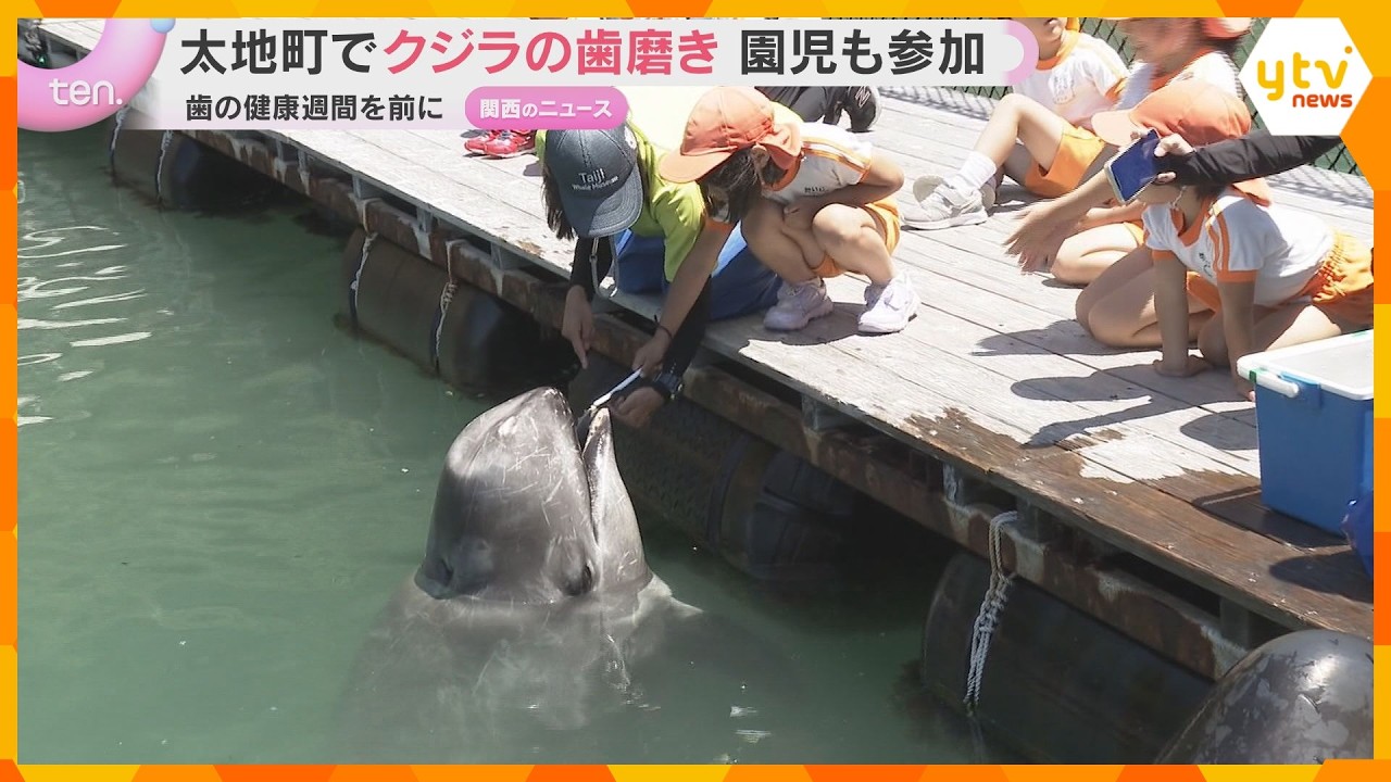 「歯は小さかったけど磨くのが楽しかった」地元園児がクジラの歯磨き 和歌山・太地町立くじらの博物館