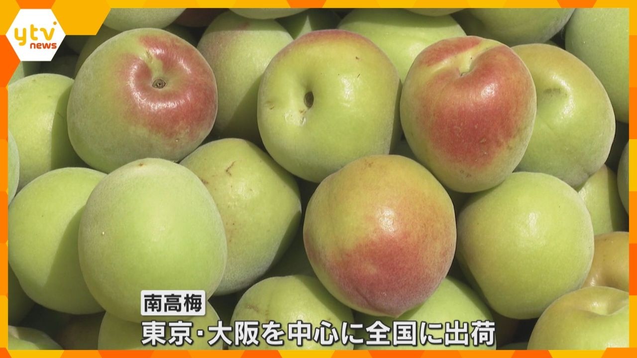 実は例年より大きめ「南高梅」の収穫始まる　ひょう被害4年連続で収穫量は45％に　和歌山・みなべ町