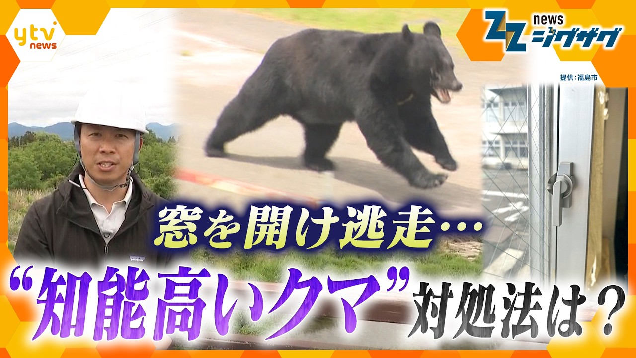 【クマ】蛇口ひねり窓のカギ開けも…市街地の生活を学習?“知能高い”クマへの対処法は【ニュース ジグザグ】