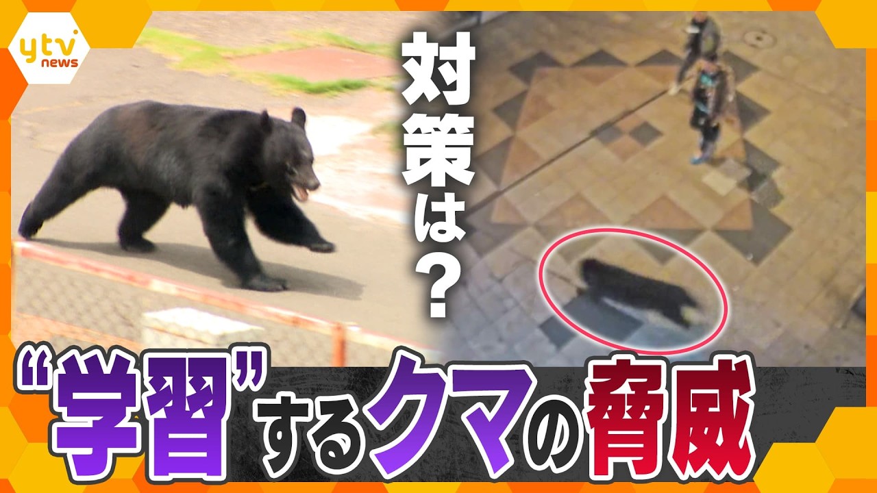 【解説】蛇口をひねり窓を開ける…“学習”するクマの脅威 各地に出没、関西にも どう対策?【かんさい情報ネット ten.】