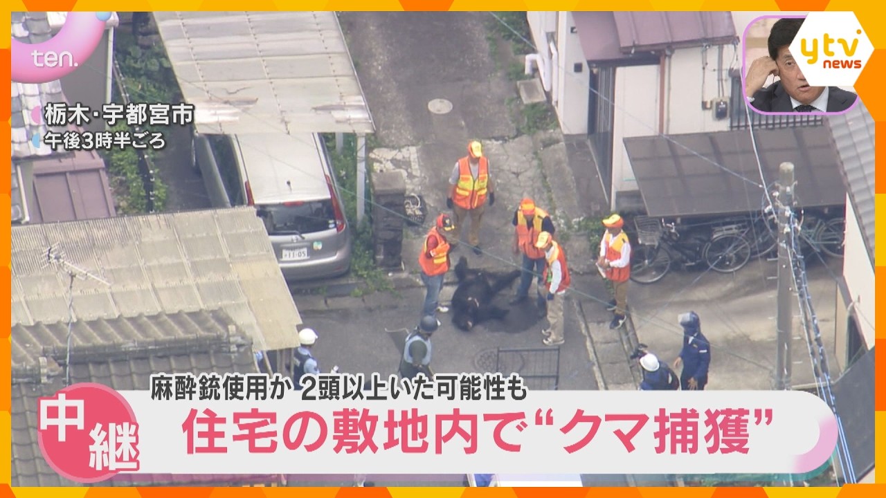【映像解説】住宅街を運び出されるクマ 麻酔銃でこん睡状態か 宇都宮中心部に出没 民家敷地内で捕獲