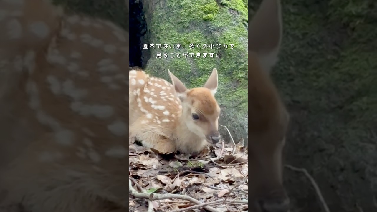 奈良公園の「今ならでは」の光景🦌#奈良公園 #シカ #読売テレビニュース