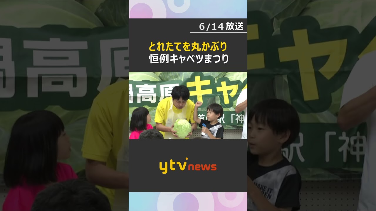 とれたてキャベツを丸かぶり「アオムシさんってこんな気分?」 恒例「キャベツまつり」兵庫・豊岡市 #shorts #読売テレビニュース