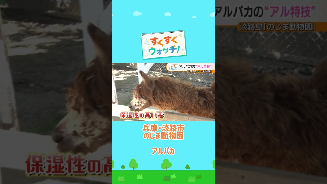 園内の人気者 特技はあま~い○○💕 のじま動物園#shorts #読売テレビニュース #じゅーっと #すくすくウォッチ #アルパカ