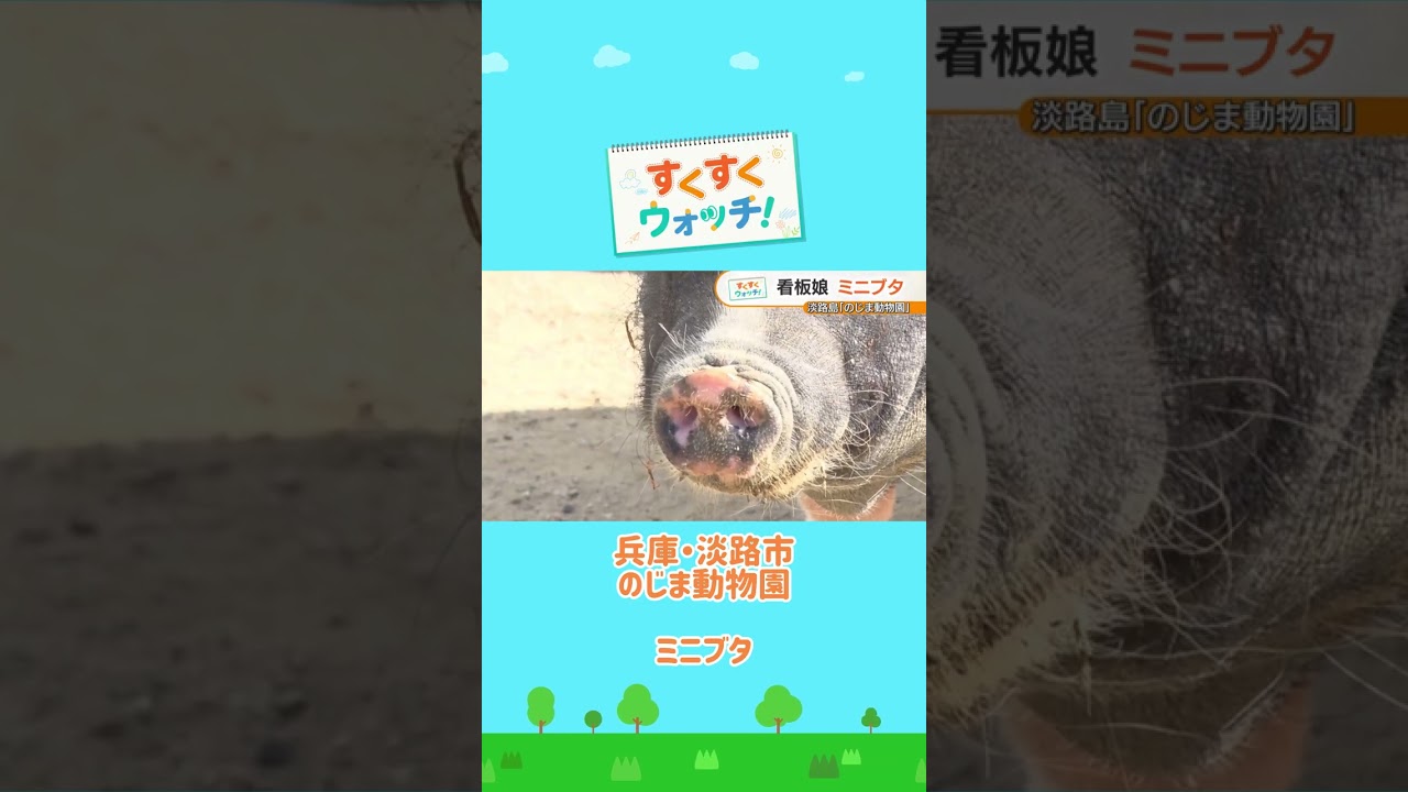のじま動物園の看板娘 ミニブタ🐷 のじま動物園#shorts #読売テレビニュース #じゅーっと #すくすくウォッチ #ミニブタ