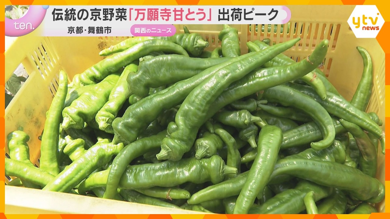 伝統の京野菜「万願寺甘とう」出荷ピーク 肉厚で柔らかくジューシーな甘み 京都・舞鶴市