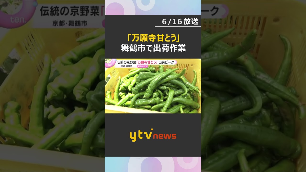 伝統の京野菜「万願寺甘とう」出荷ピーク 肉厚で柔らかくジューシーな甘み 京都・舞鶴市 #shorts #読売テレビニュース