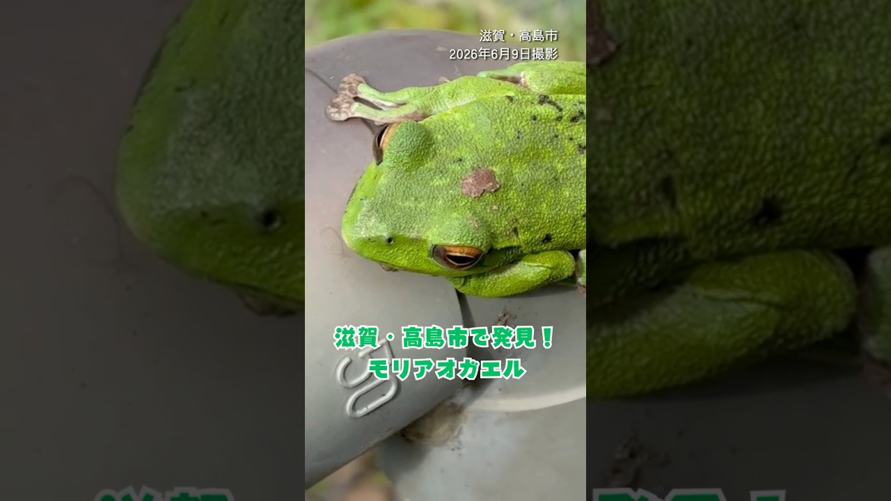 森林公園・くつきの森で発見!モリアオガエル🐸#モリアオガエル #読売テレビニュース