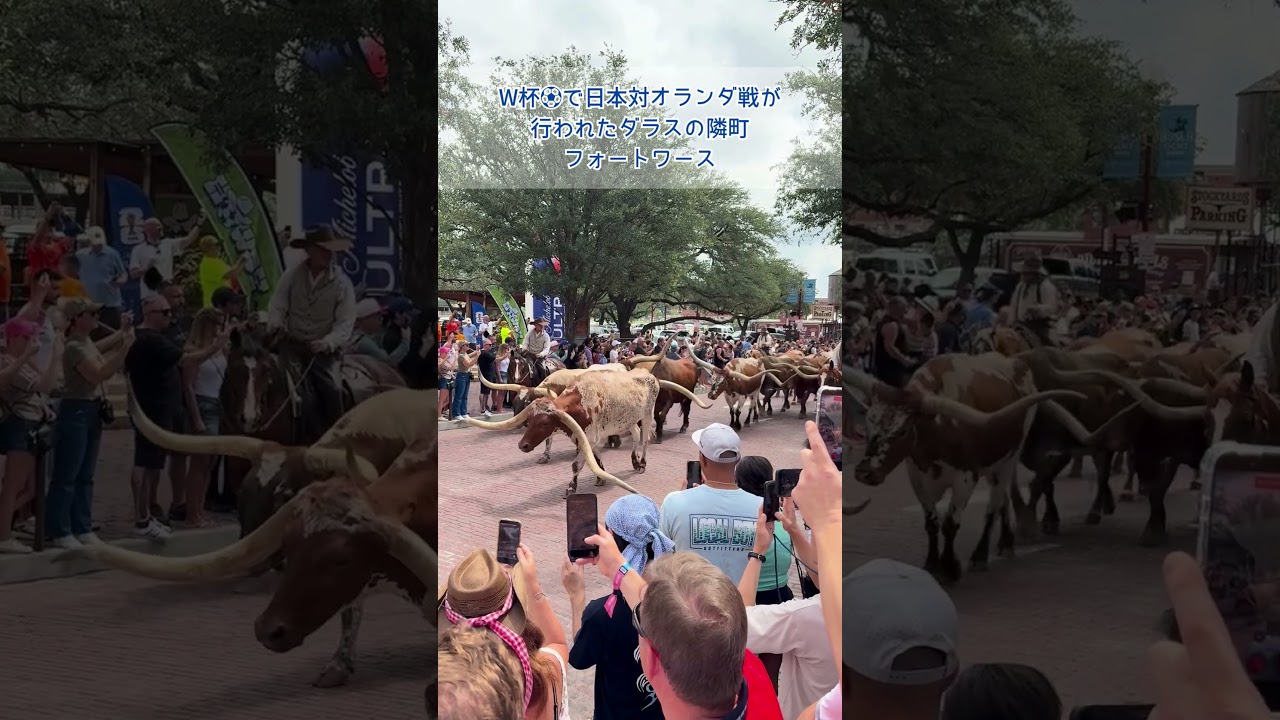 ダラスの隣町・フォートワースに行ってみた🐂#フォートワース #読売テレビニュース