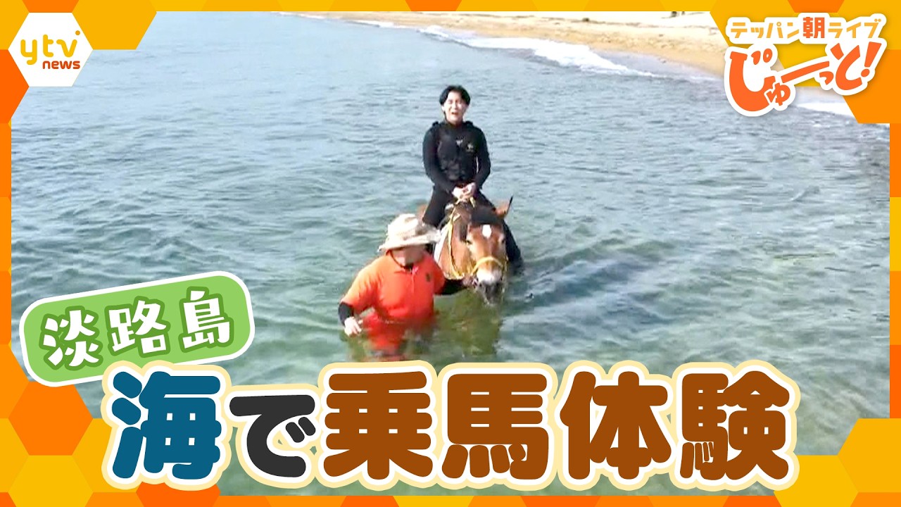 海の中で乗馬体験!馬と一緒に泳ぐ夏限定のマリンアクティビティ【テッパン朝ライブ じゅーっと!/じゅーっ特集!生中継】